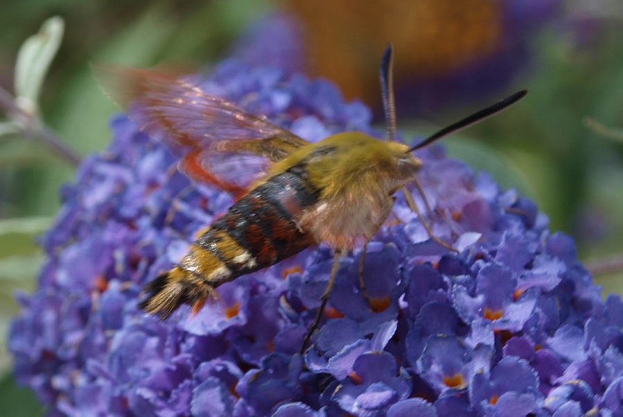 lepidottero francese da identificare : Hemaris fuciformis